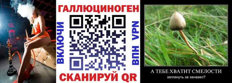 где можно купить   Щучье  Псилоцибиновые грибы GOLDEN TEACHER 